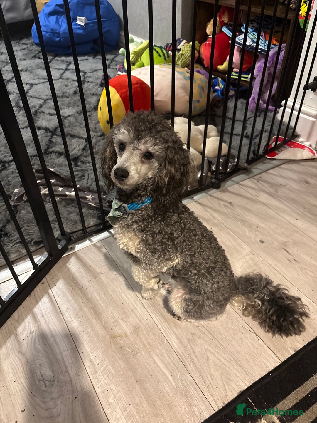 Toy Poodle dogs for sale: silver phantom toy poodle  - Advert 4