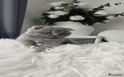 Scottish Fold cats for sale: 3 Beautiful Scottish Fold Kittens(Taki,Taco,Tango) - Image 12