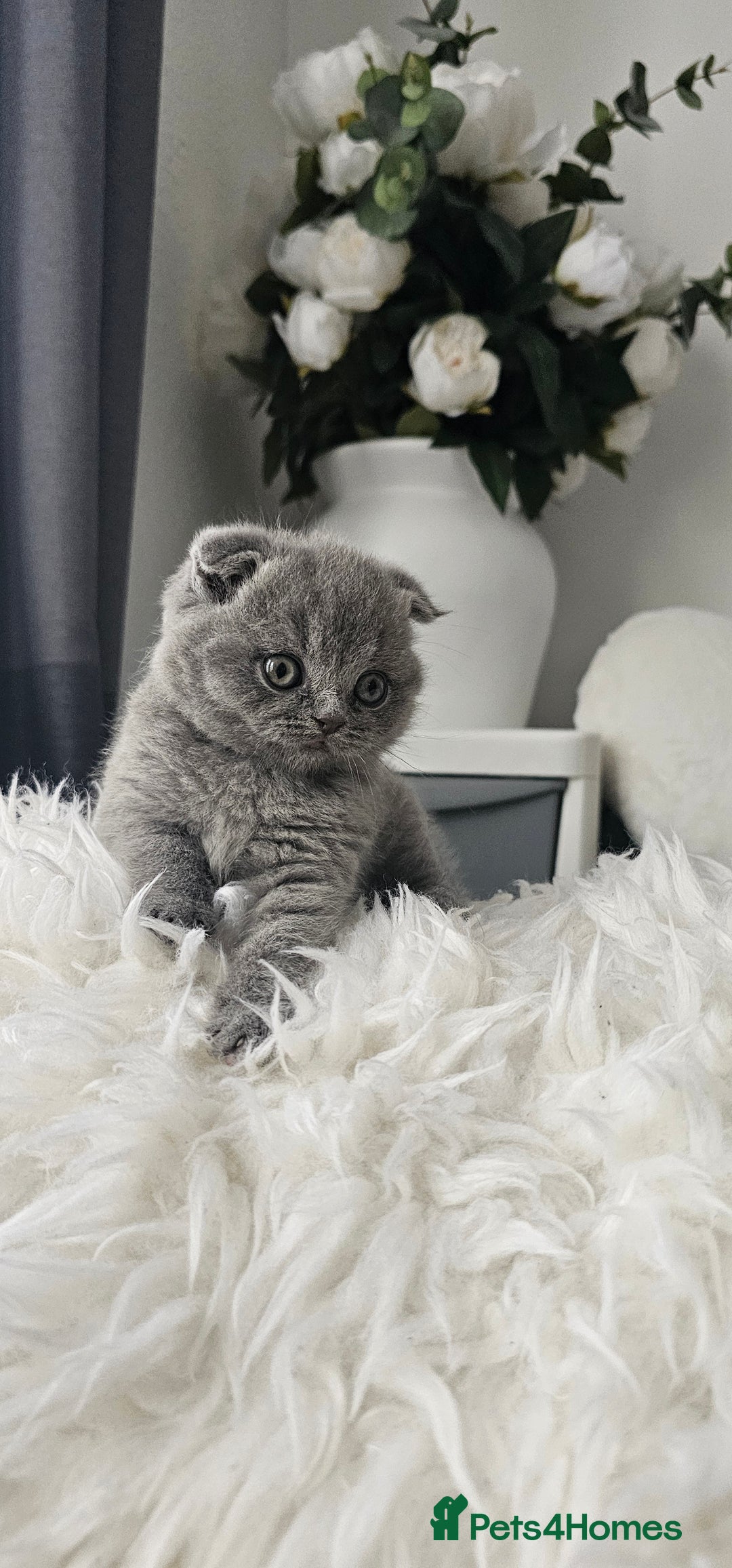 Scottish Fold cats for sale: 3 Beautiful Scottish Fold Kittens(Taki,Taco,Tango) - Image 12