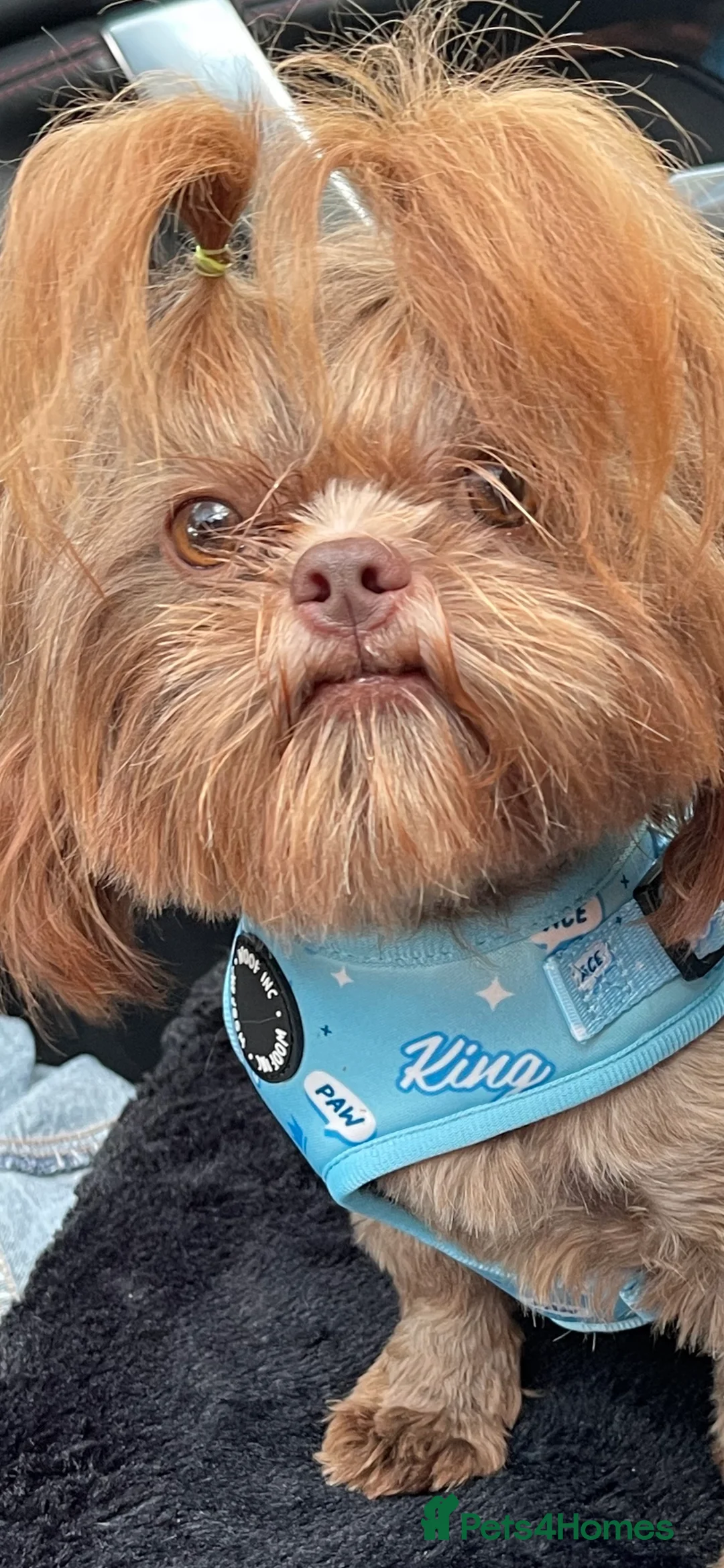 Shih Tzu dogs for stud: STUNNING CHOCOLATE IMPERIAL SHIHTZU OPEN AT STUD in Grays - Advert 33