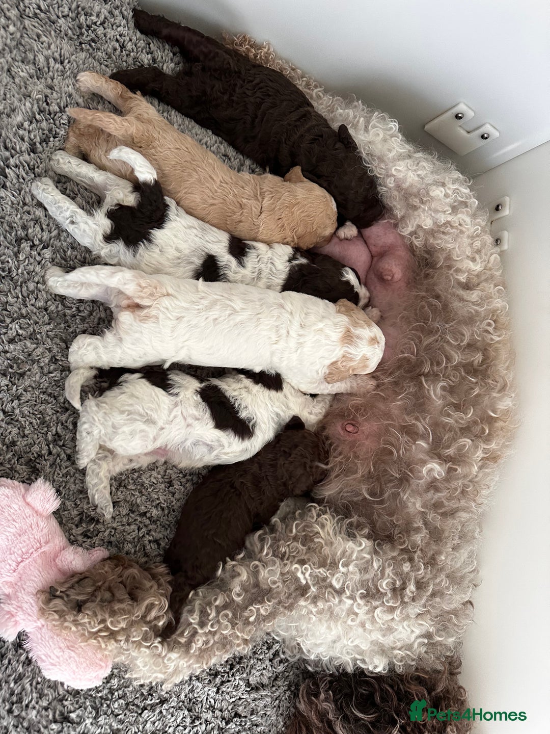 Lagotto Romagnolo dogs for sale: *READY NOW*10 WKS OLD* KC Reg Full Health Tested - Advert 7