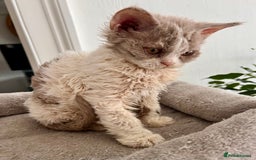 Selkirk Rex cats for sale: Gorgeous Selkirk Rex kittens - Image 27