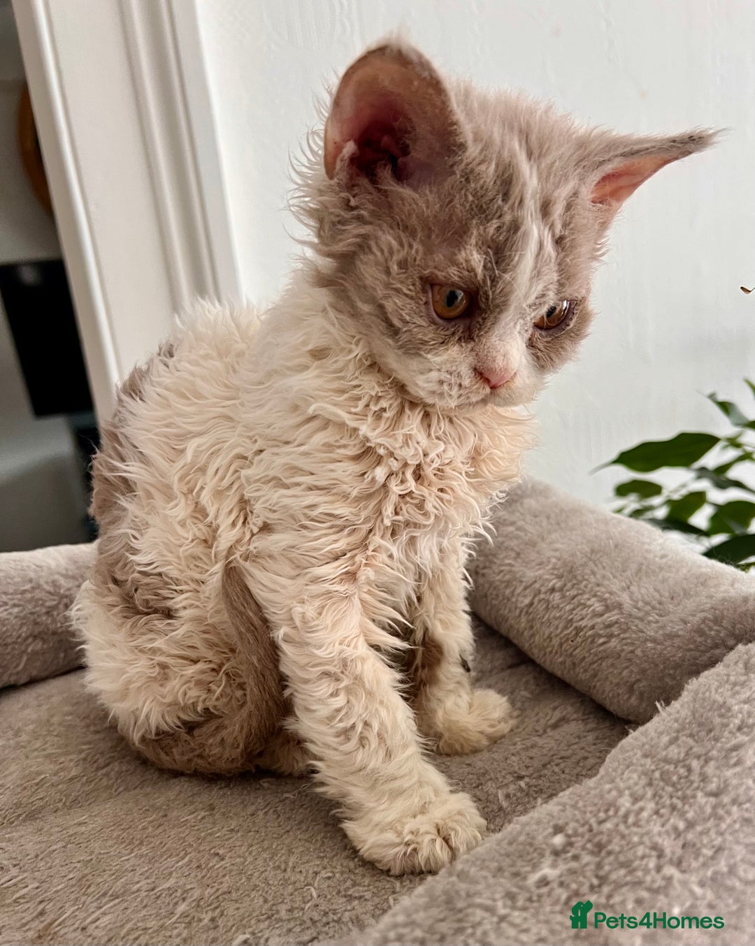 Selkirk Rex cats for sale: Gorgeous Selkirk Rex kittens - Image 27