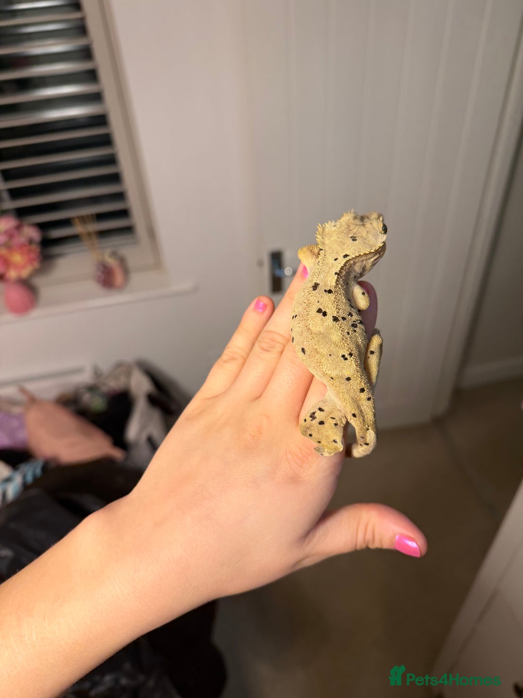 Gecko reptiles for sale: Beautiful Dalmatian Female Crested Gecko  - Advert 1