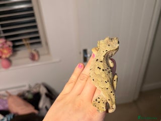 Gecko reptiles Beautiful Dalmatian Female Crested Gecko - Advert 1