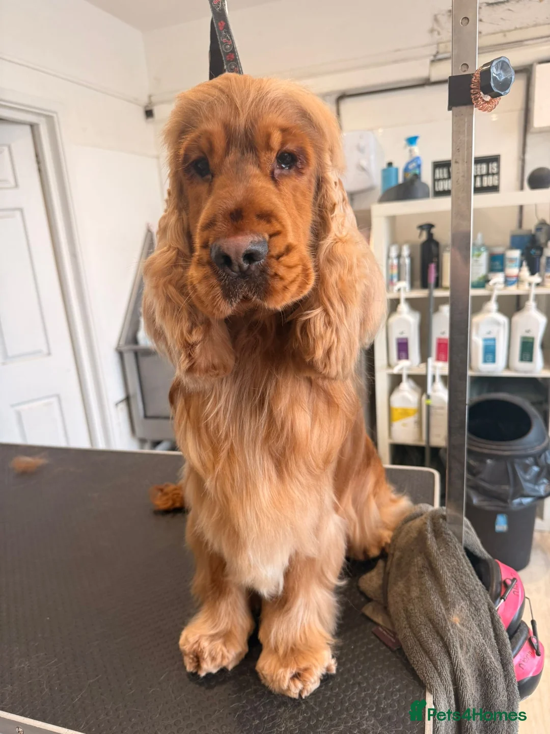Cocker Spaniel dogs for stud: Gold Sable KC registered stud  - Advert 2