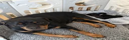 Rottweiler dogs for sale: Rottweiler pups - Advert 10