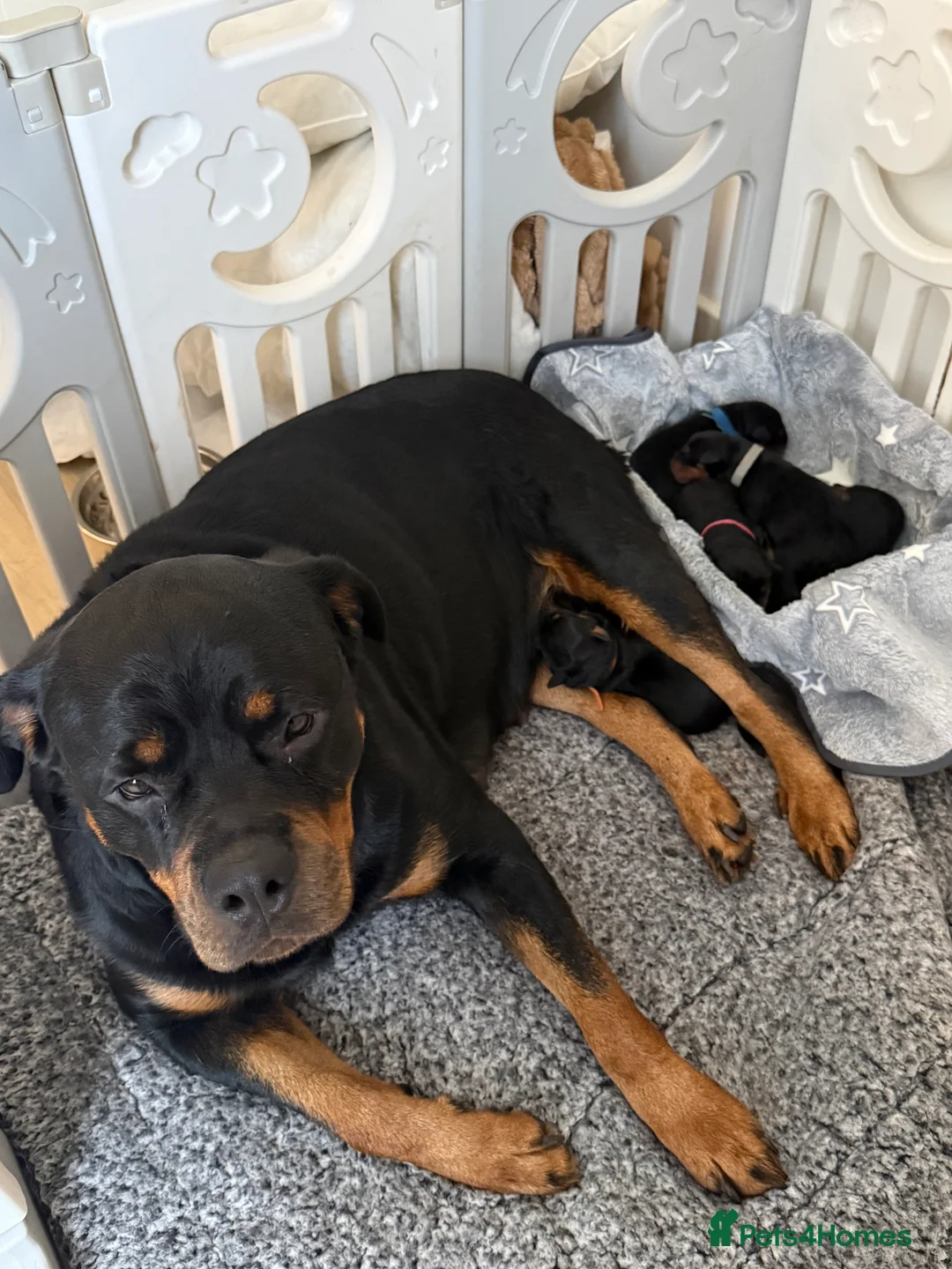 Rottweiler dogs for sale: Rottweiler pups - Advert 10