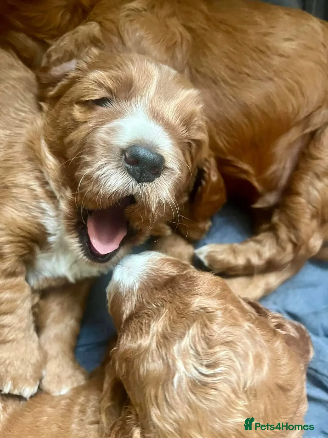 Cockapoo dogs for stud: 100% Proven F1 Fox Red Cockapoo, Stud only in Kirkcaldy - Advert 28