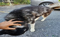 Siberian Husky dogs for sale: Multicolored eyes Husky for sale super friendly - Image 7