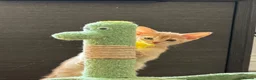 Abyssinian cats for sale: Gorgeous Abyssinian kittens - Advert 9