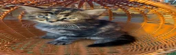 Mixed Breed cats for sale: One boy and one girl left - Longhaired, Kittens - Advert 28