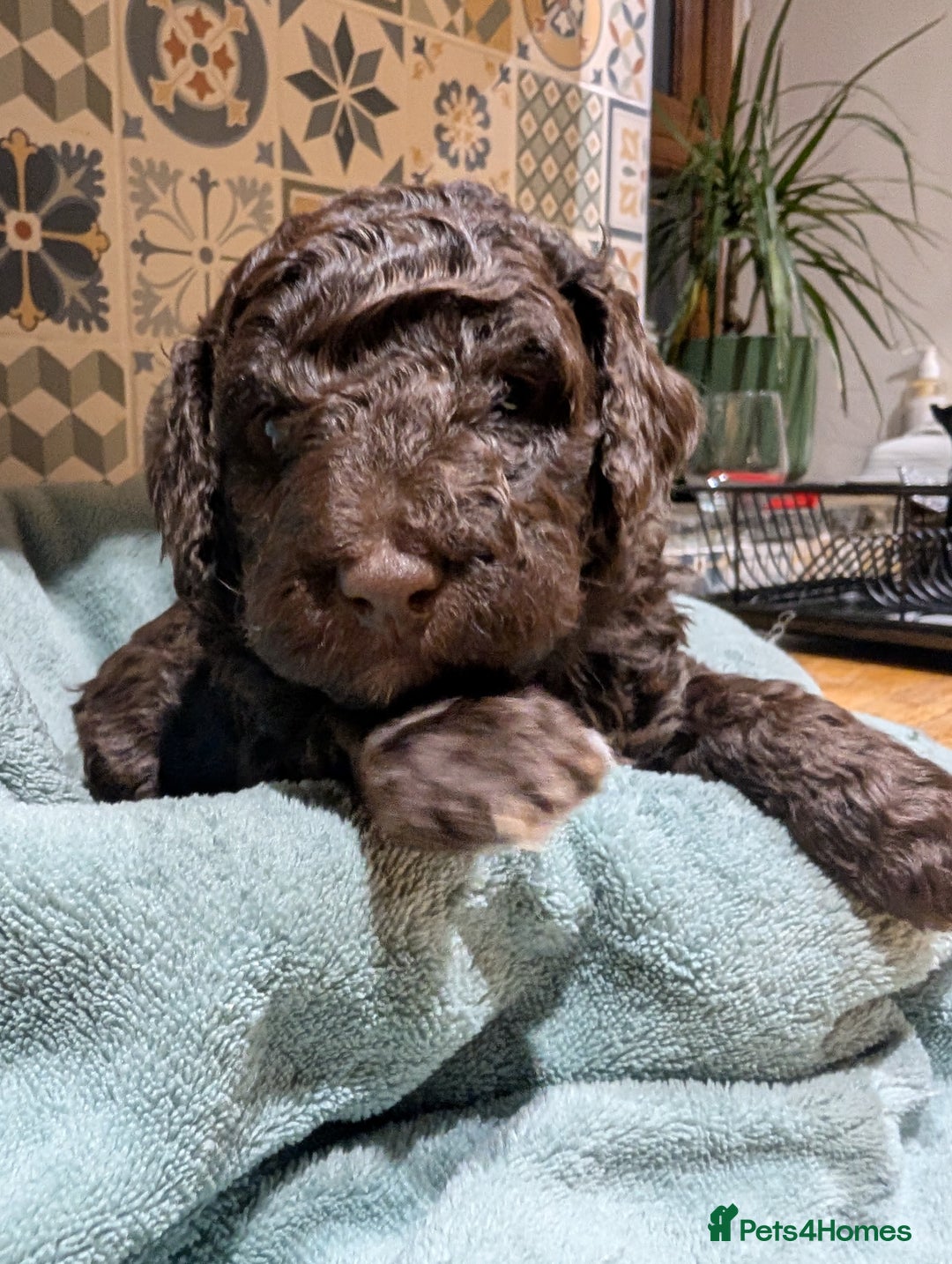 Mixed Breed dogs for sale: Stunning litter of F1B Ttoodle puppies - Advert 5