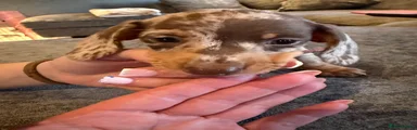 Miniature Dachshund Puppy 1