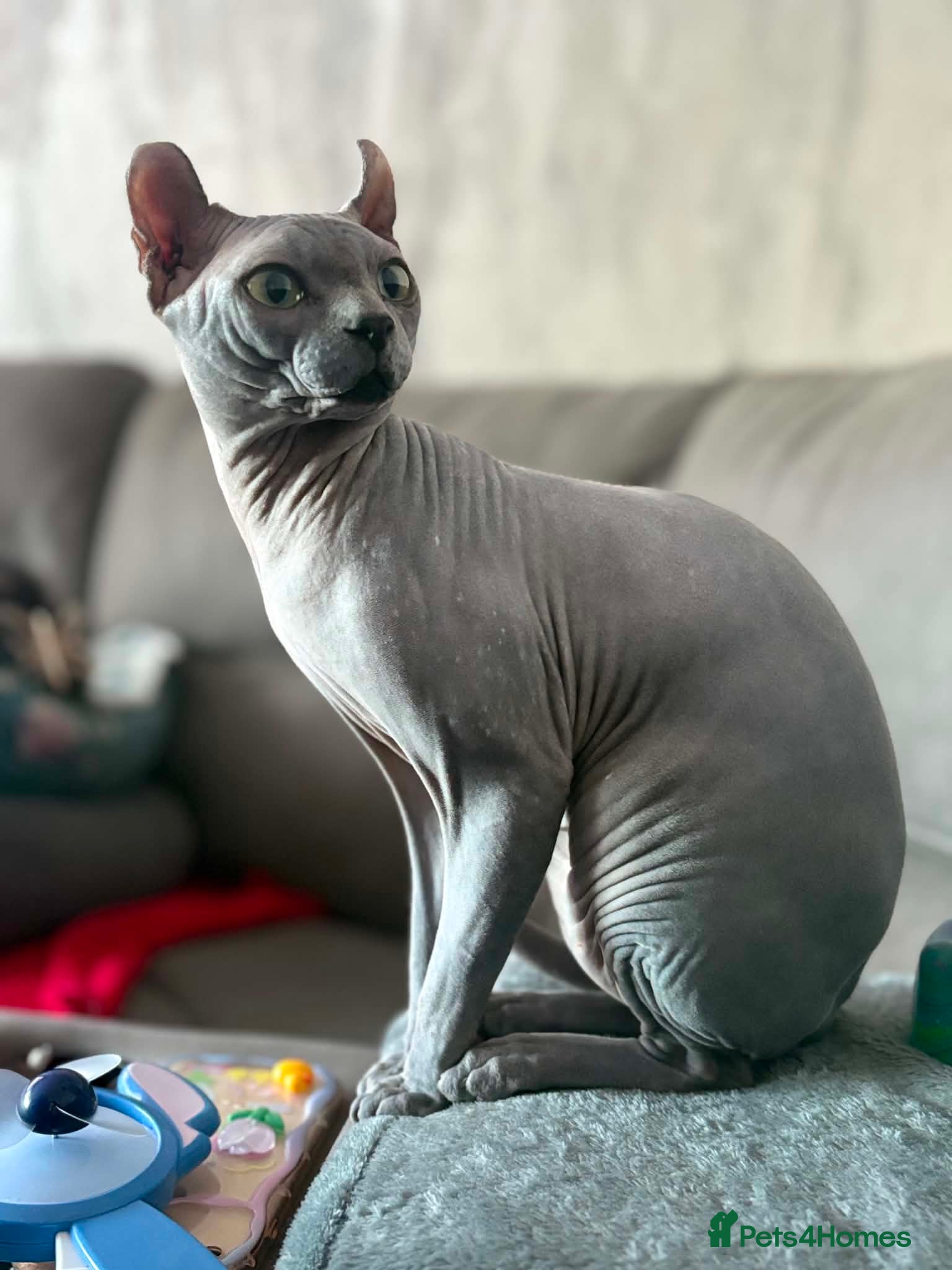 Sphynx cats Proven Blue Male Available for Stud - Advert 5