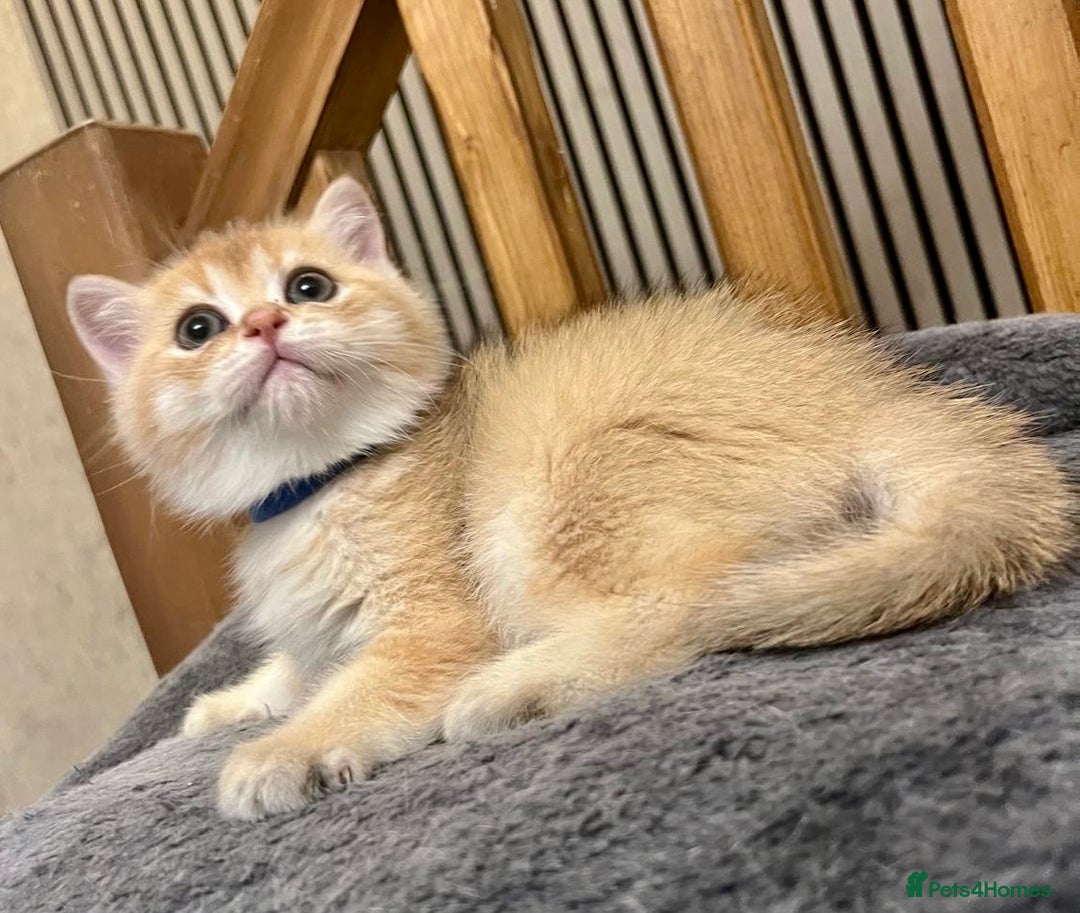 British Shorthair cats for sale: Fully pedigree kittens - Advert 7