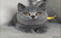 British Shorthair cats for sale: Beautiful kittens  - Image 1