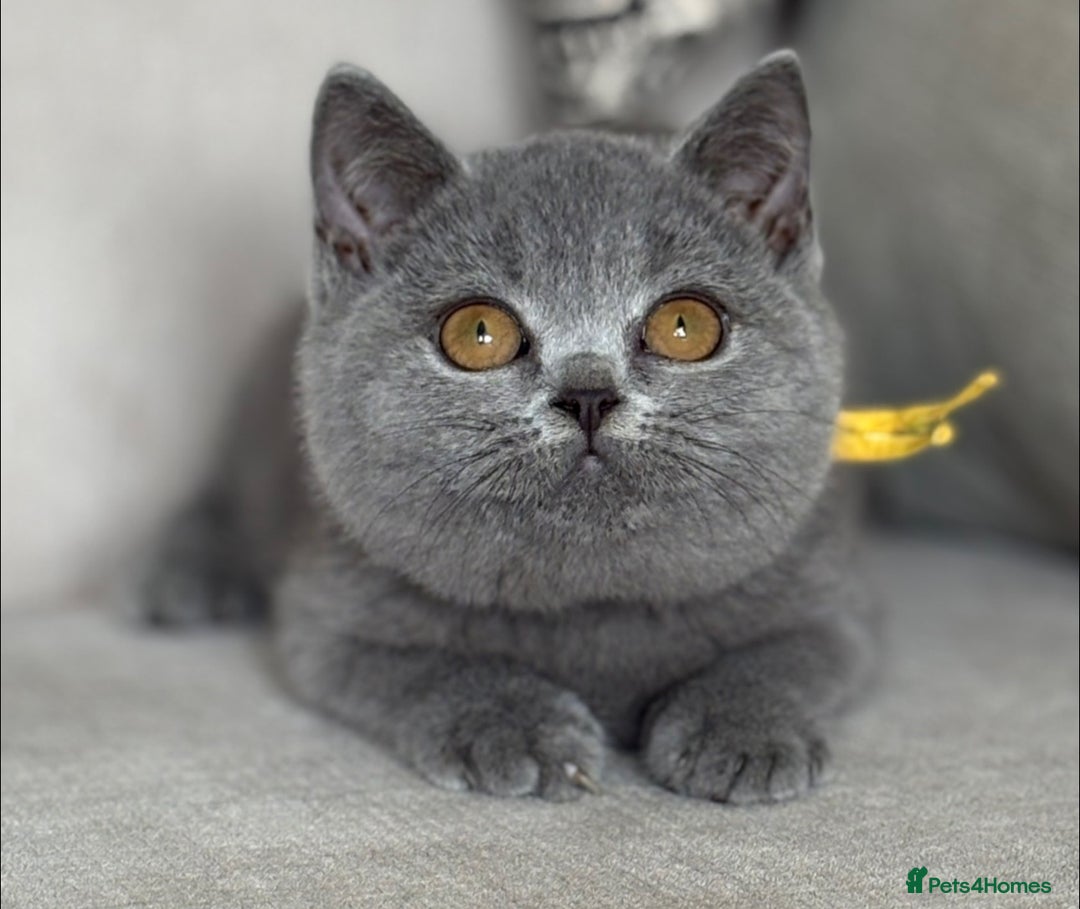 British Shorthair cats for sale: Beautiful kittens  - Image 1