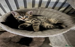 British Shorthair cats for sale: 🐾✨British Shorthair × Silver Tabby Kittens✨🐾 - Image 16