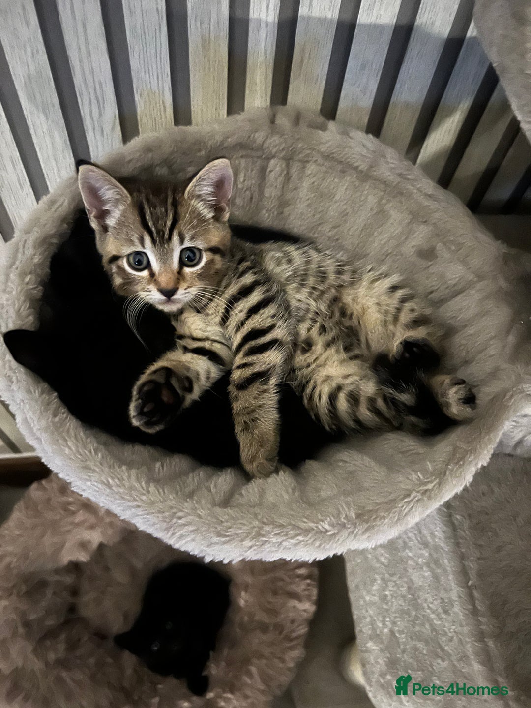 British Shorthair cats for sale: 🐾✨British Shorthair × Silver Tabby Kittens✨🐾 - Image 16