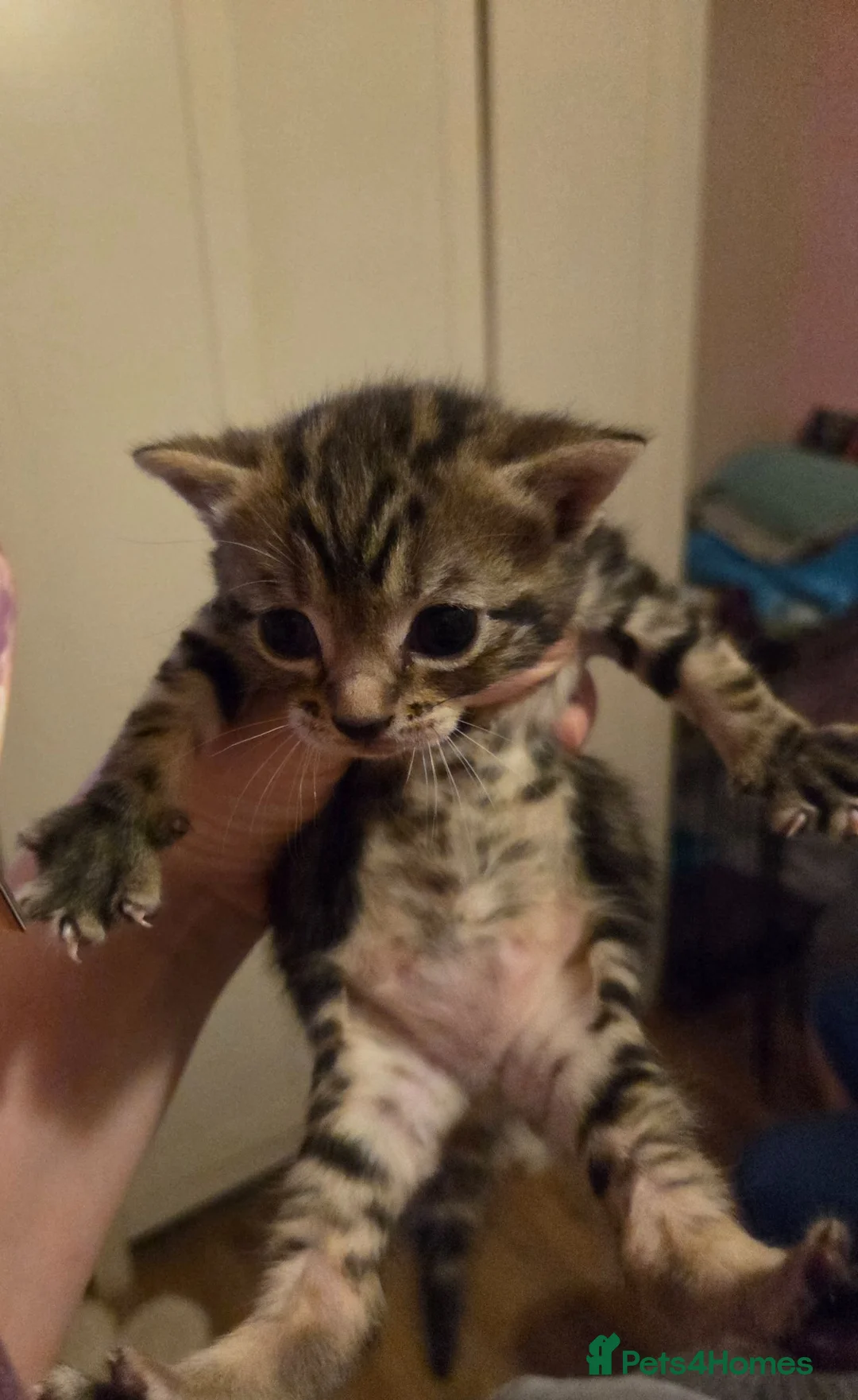 Mixed Breed cats for sale: Beautiful kittens - Advert 2