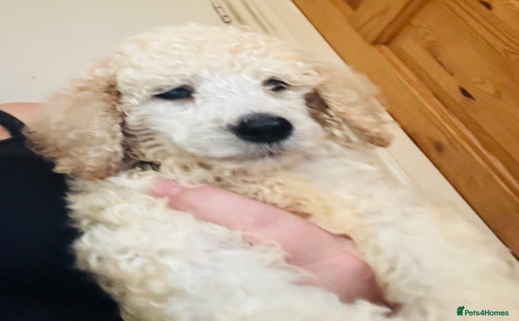 Standard Poodle dogs - Advert 4