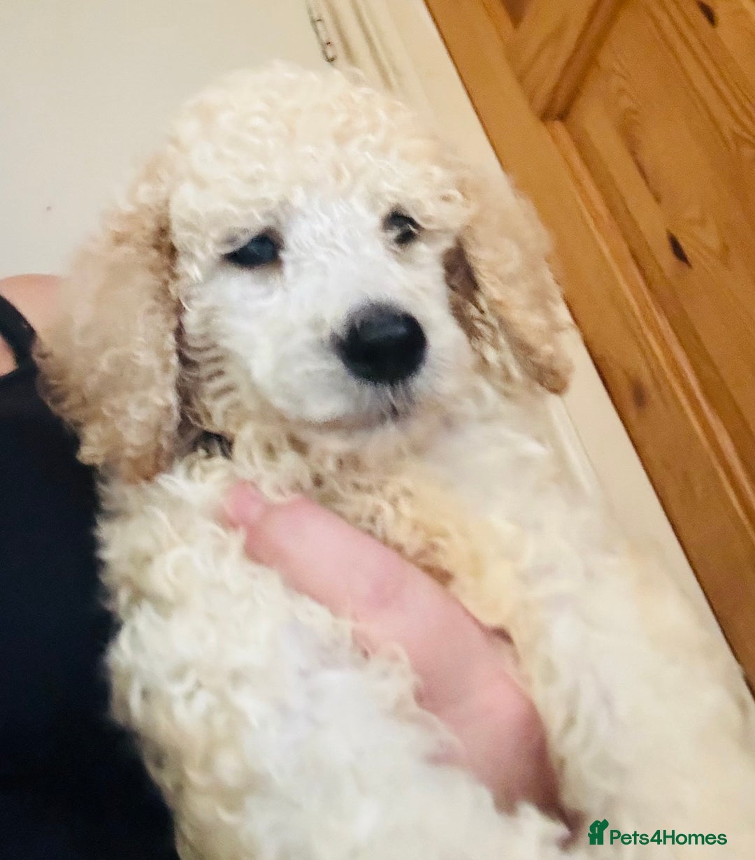 Standard Poodle dogs for sale: Standard poodle puppies - Image 1