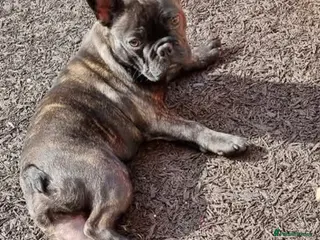 French Bulldog dogs French bulldog - Advert 3