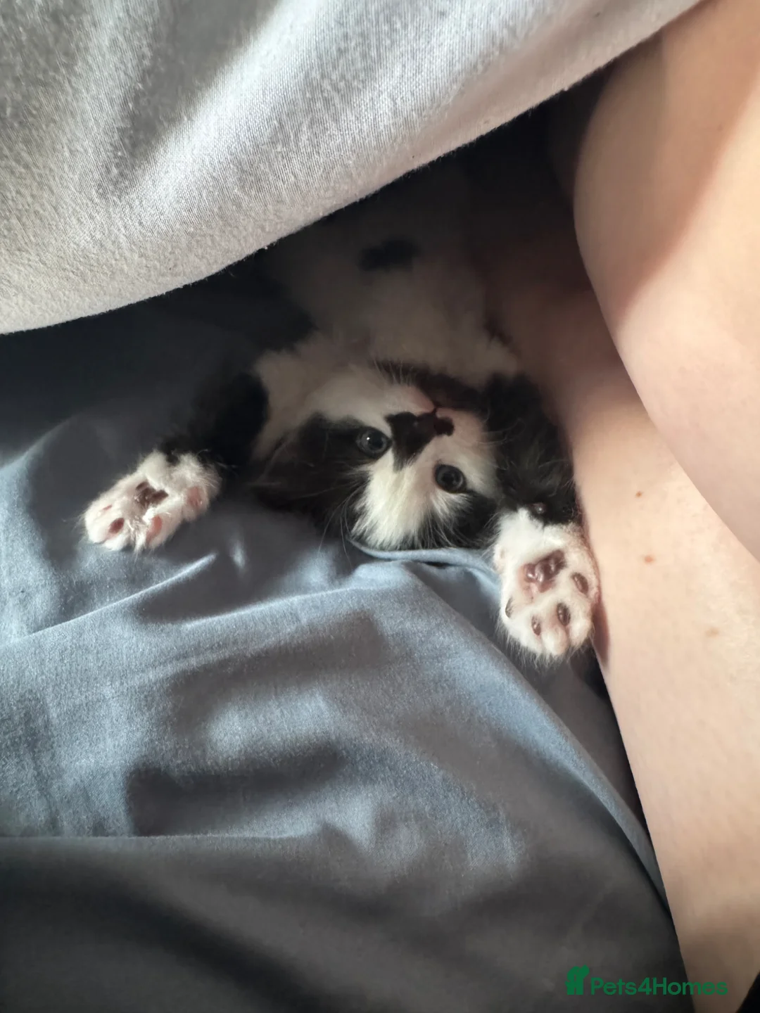 Mixed Breed cats for sale: Four Kittens for Sale - Advert 14