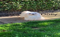 Maltese dogs for sale: Adorable Maltese girls for rehoming 💔 - Image 4