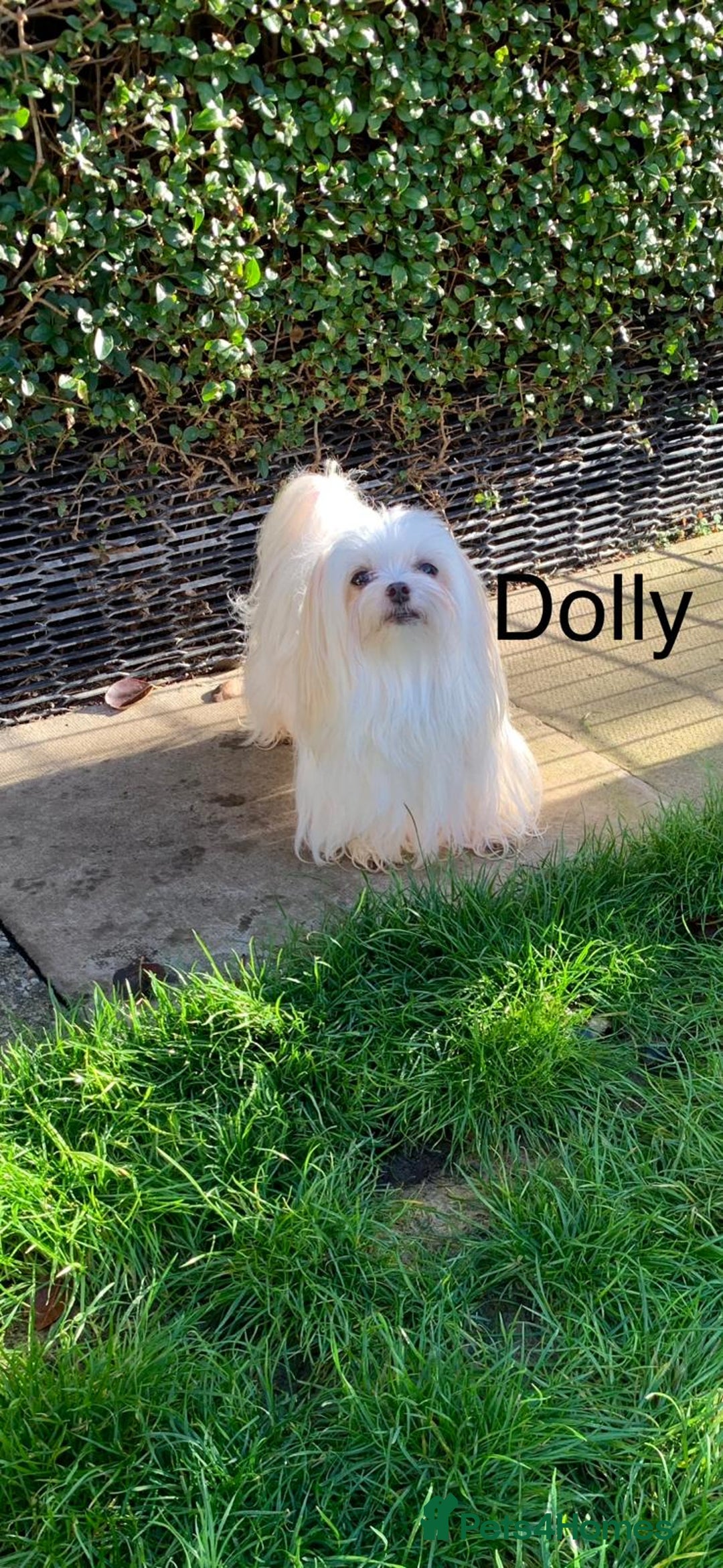 Maltese dogs for sale: Adorable Maltese girls for rehoming 💔 - Image 4