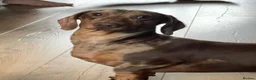 Miniature Dachshund dogs for sale: Champion line miniature dachshunds KC REG PRACLEAR - Advert 16
