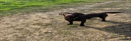 Labrador Retriever dogs for sale: Outstanding quality Chocolate Labrador pups - Advert 5