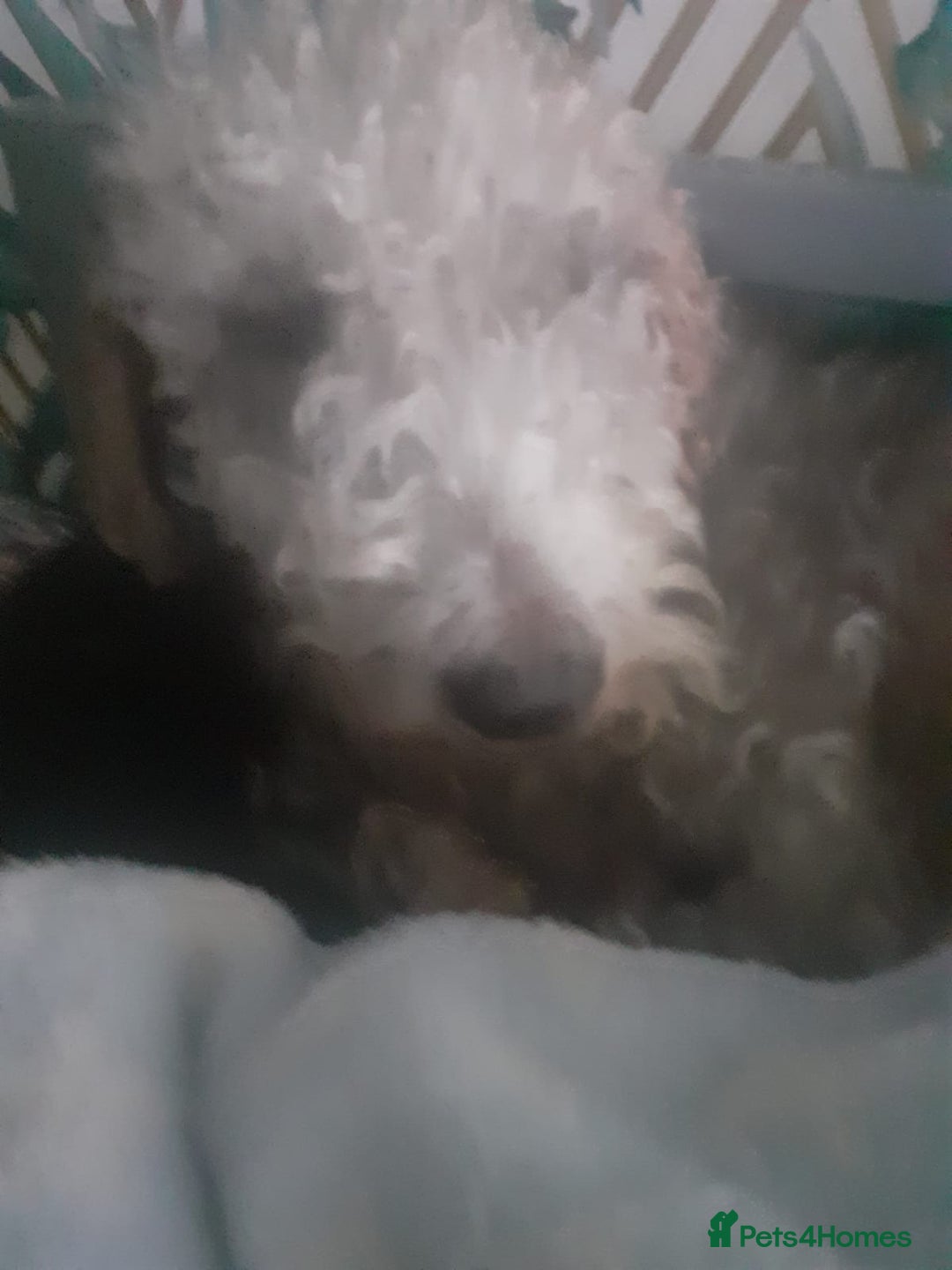 Bedlington Terrier dogs for sale: Bedlington terrier  - Advert 1