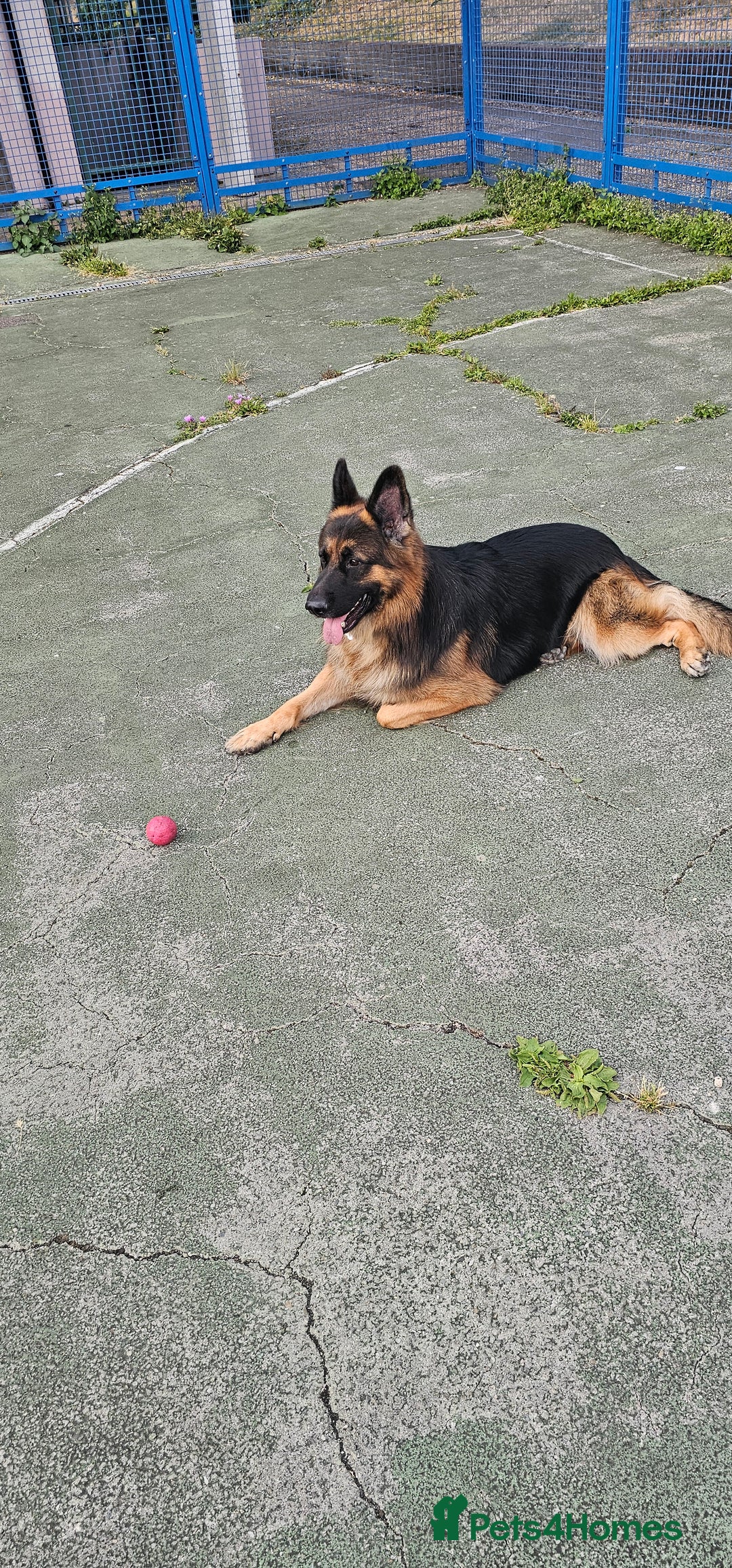 German Longhaired Pointer dogs for stud: Long haired German Shepherd,  GSD for stud in Chatham - Advert 3