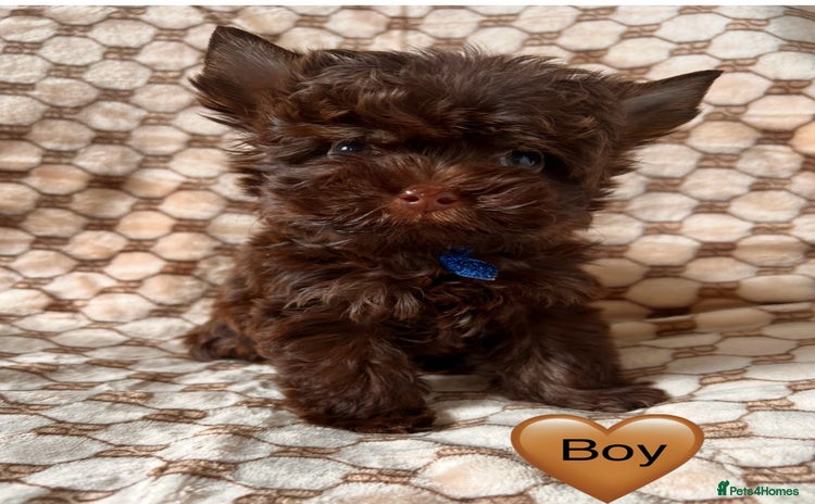 Yorkshire Terrier dogs - Advert 9