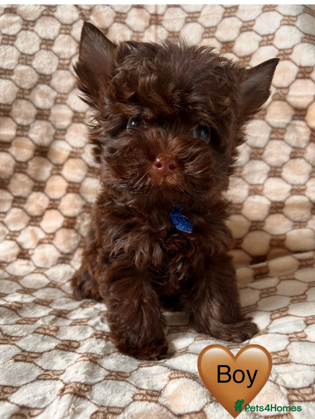 Yorkshire Terrier dogs for sale: 🤎 Chocolate Treasures🤎1 Boy available  - Image 1