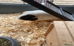 Guinea Pig rodents for sale: For Sale 2 Guinea Pigs With Cage and Accessories  - Image 6