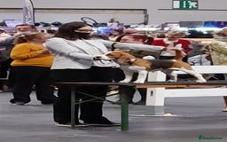 Beagle dogs for stud: TOP PRODUCING STUD CRUFTS QUALIFIED, CHAMPION BRED in Birmingham - Image 4