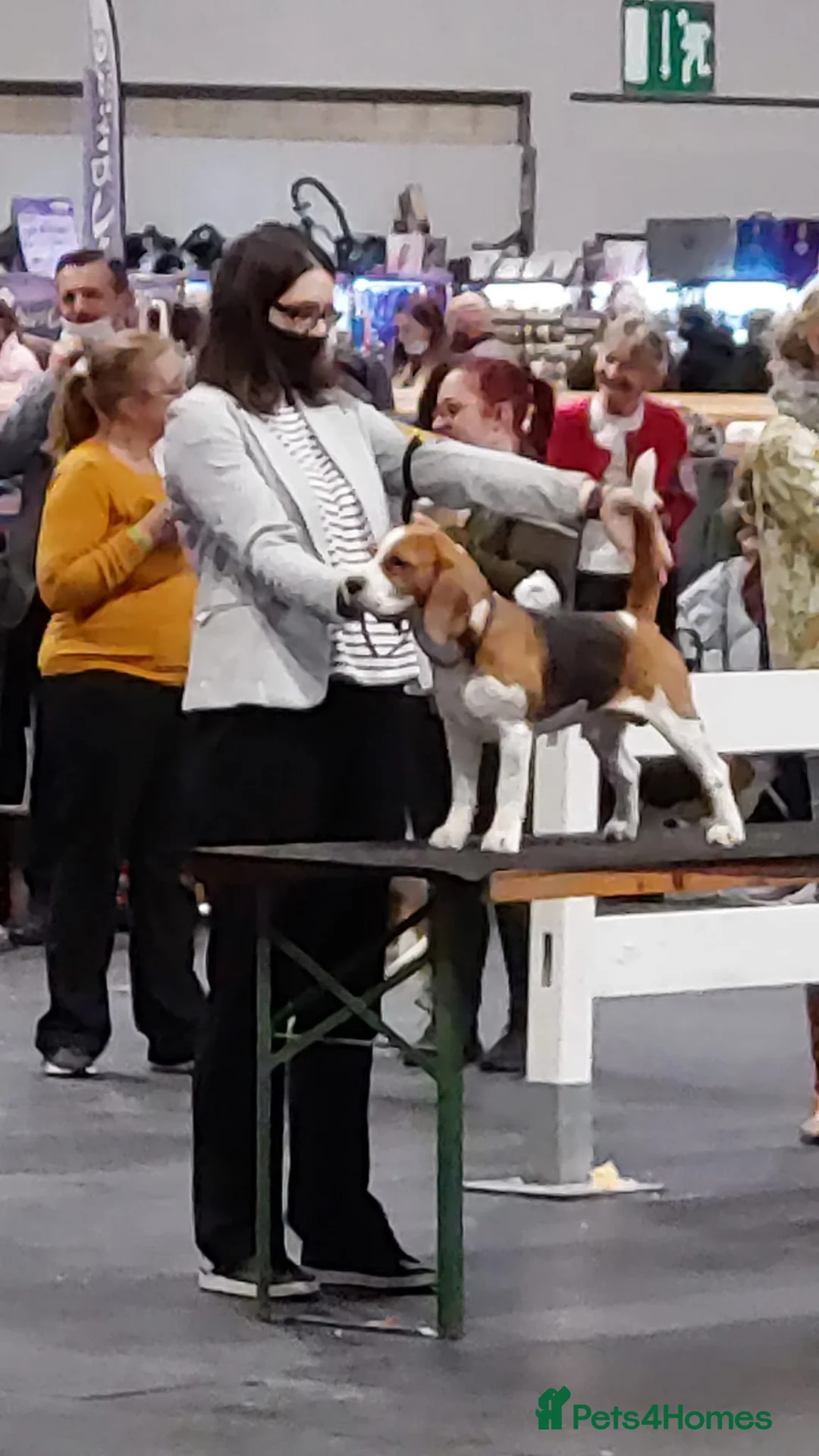 Beagle dogs for stud: TOP PRODUCING STUD CRUFTS QUALIFIED, CHAMPION BRED in Birmingham - Advert 5