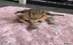 Scottish Fold cats for sale: 5 Beautiful ScottishFolds Kittens - Image 12