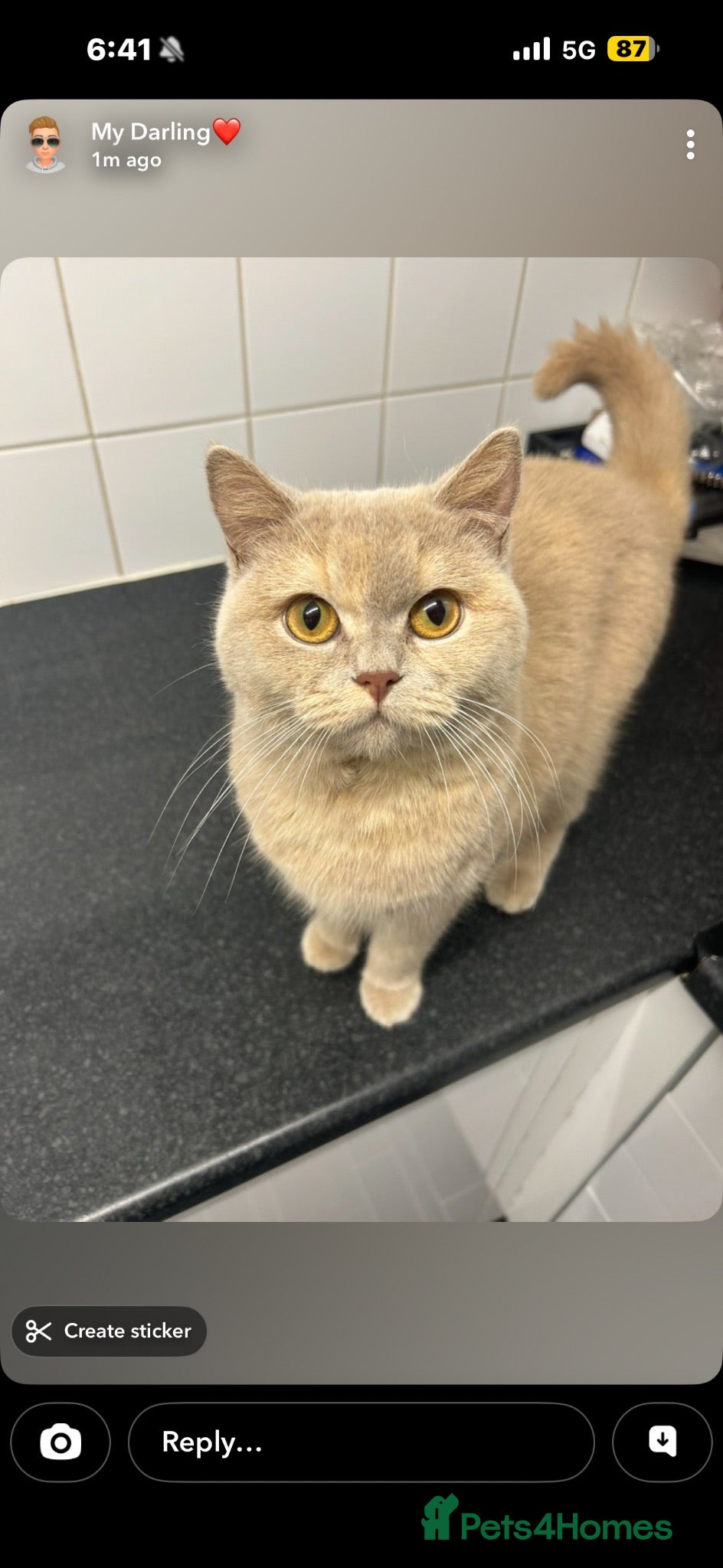 British Shorthair cats 2 female British short hair X tabby  - Advert 2
