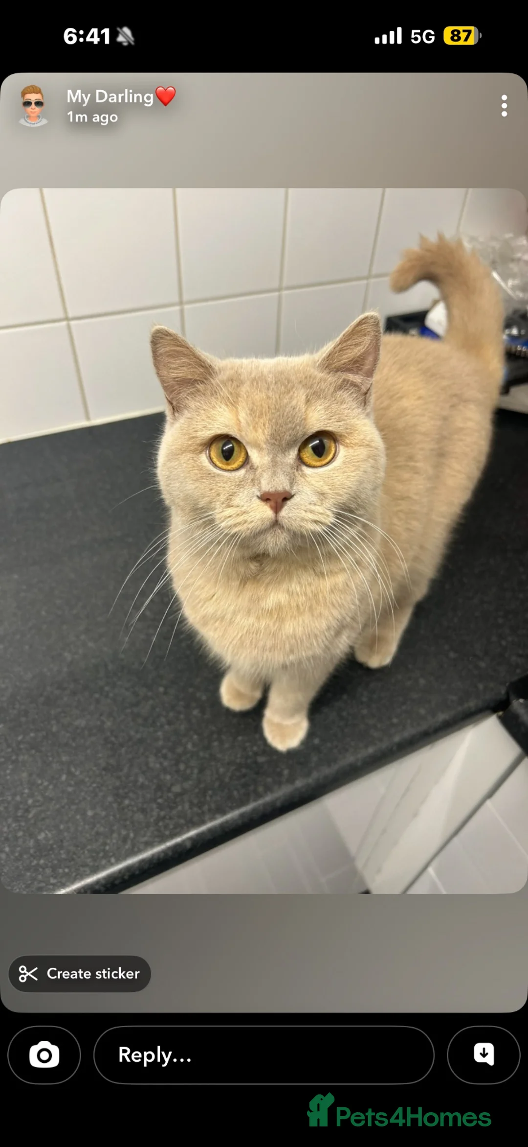 British Shorthair cats for sale: 2 female British short hair X tabby  in Hull - Advert 1