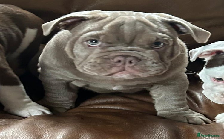 English Bulldog dogs - Advert 3