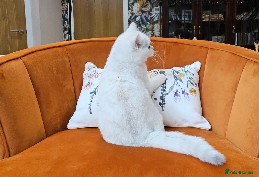 Scottish Fold cats for sale: Excellent Scottish straight kittens  - Image 25