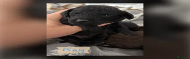 Cockapoo 5