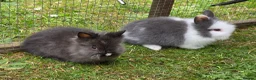 Lionhead rabbits for sale: Adorable baby purebred lionhead bunnies  - Advert 13