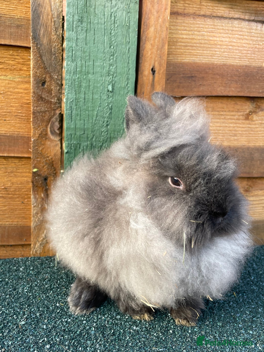 Lionhead rabbits for sale: One male  - Advert 5