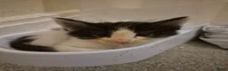 Maine Coon cats for sale: Maine coon baby floofs - Advert 7