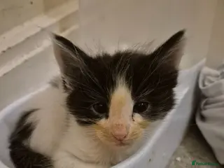 Maine Coon cats Maine coon baby floofs - Advert 18